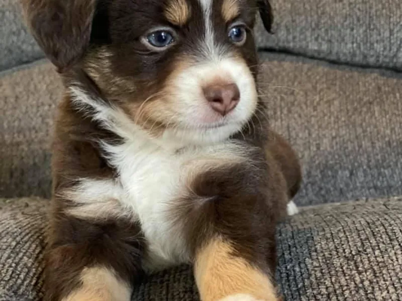H&amp;P’s Mini Aussies