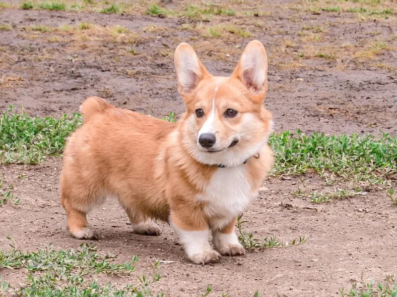 h patisserie corgis