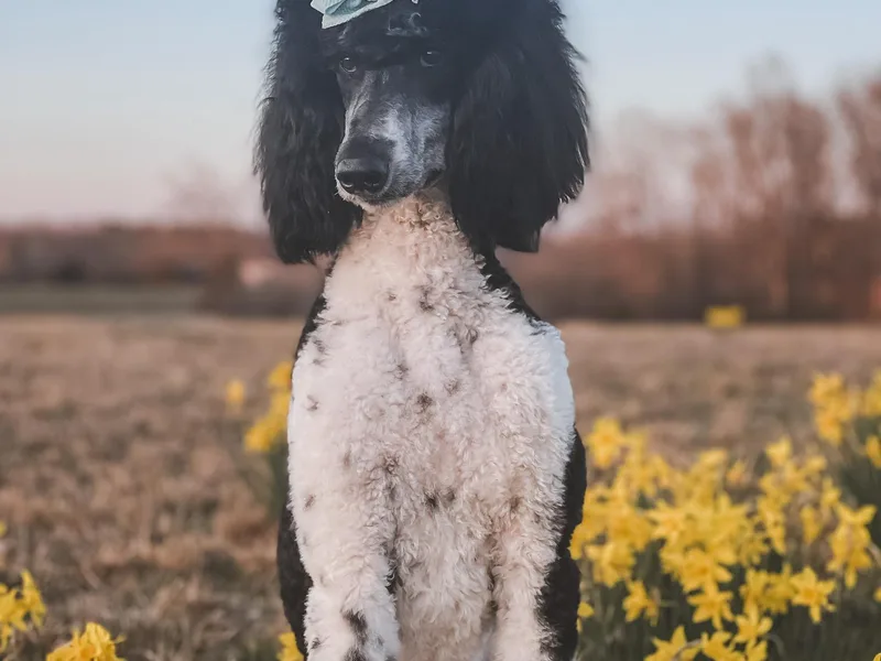 H4 Standard Poodles