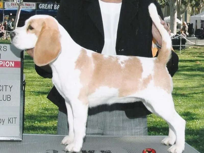 HA-Penny Beagles