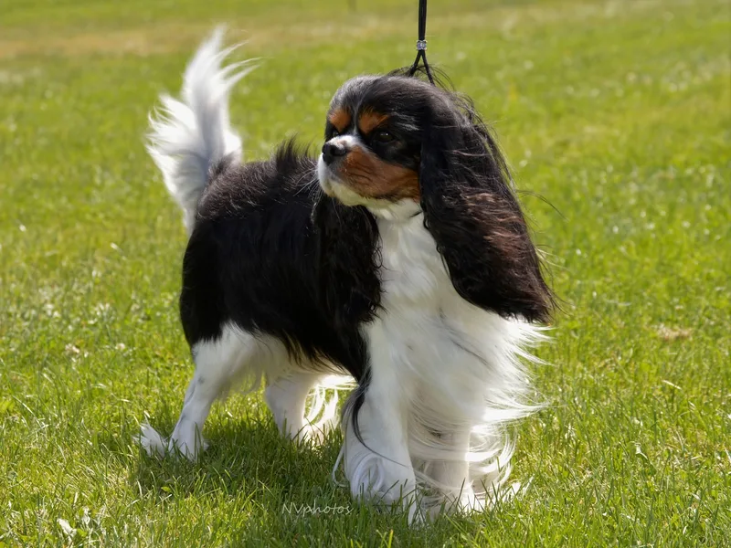 Ha'penny Cavaliers
