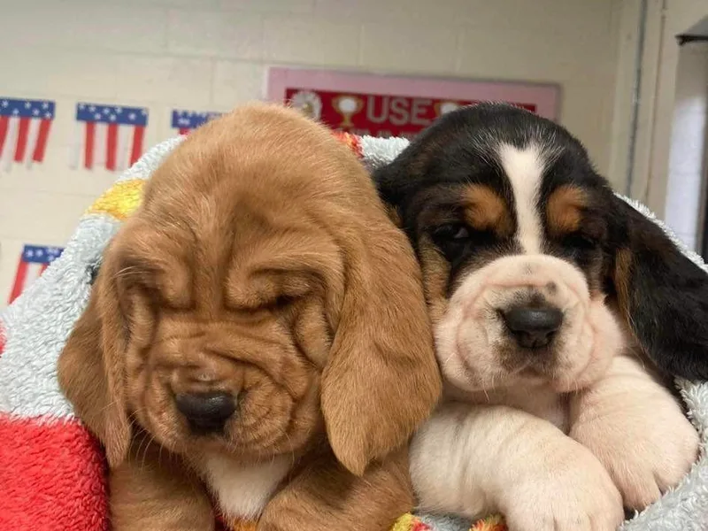 Hackers Appalachian Basset Hounds