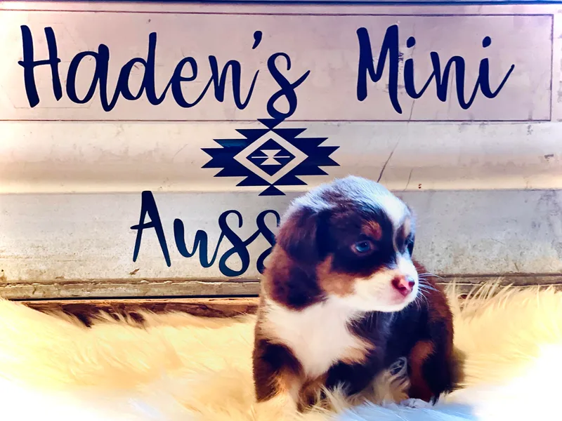 Haden’s Mini Aussies