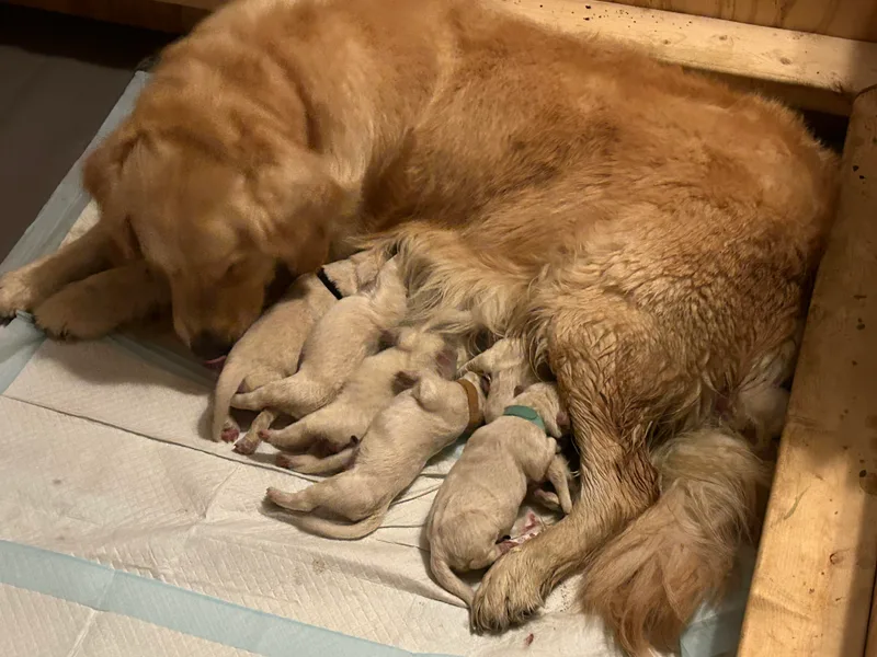 Hagan's Golden Retrievers