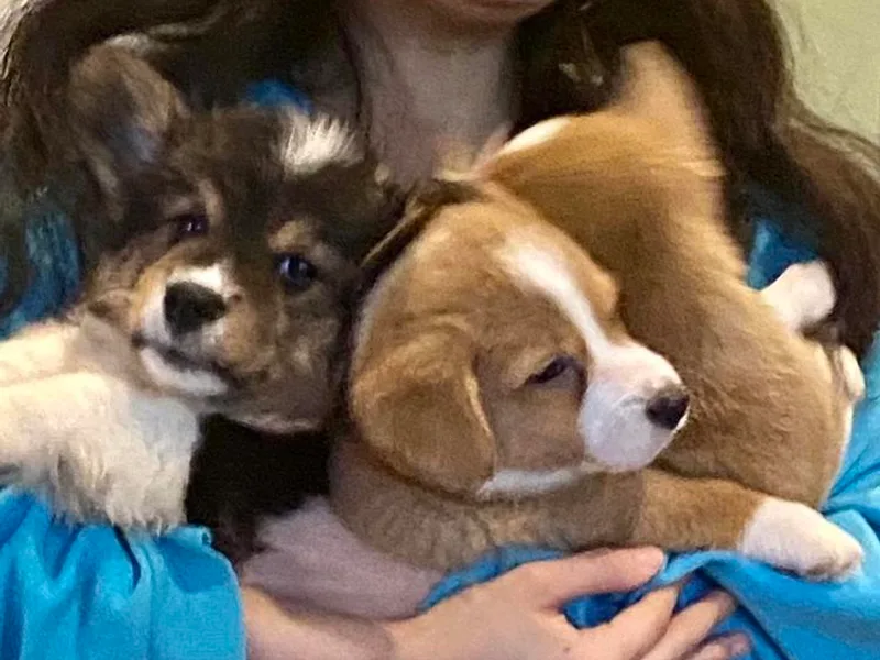 Haggard Family Corgis