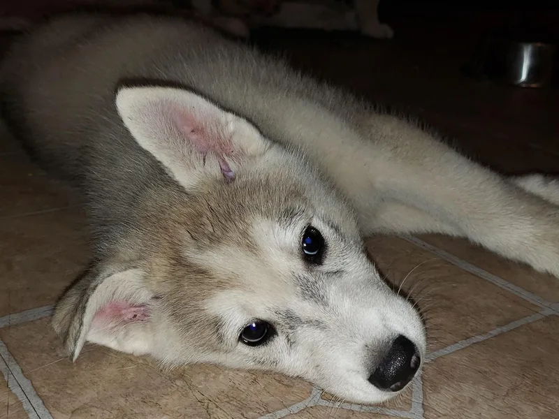 Hagins Siberian Huskies