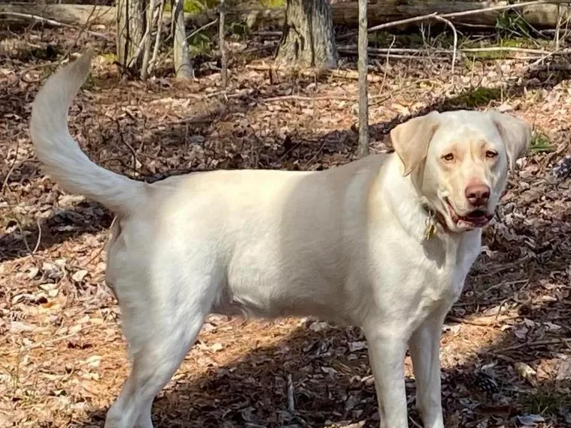 Hagler Homestead Labs