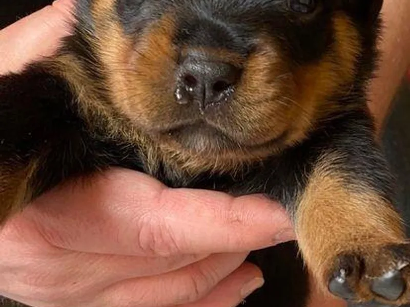 Hahn Rottweiler