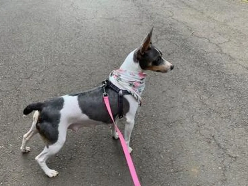 Haiku Rat Terriers photo 1