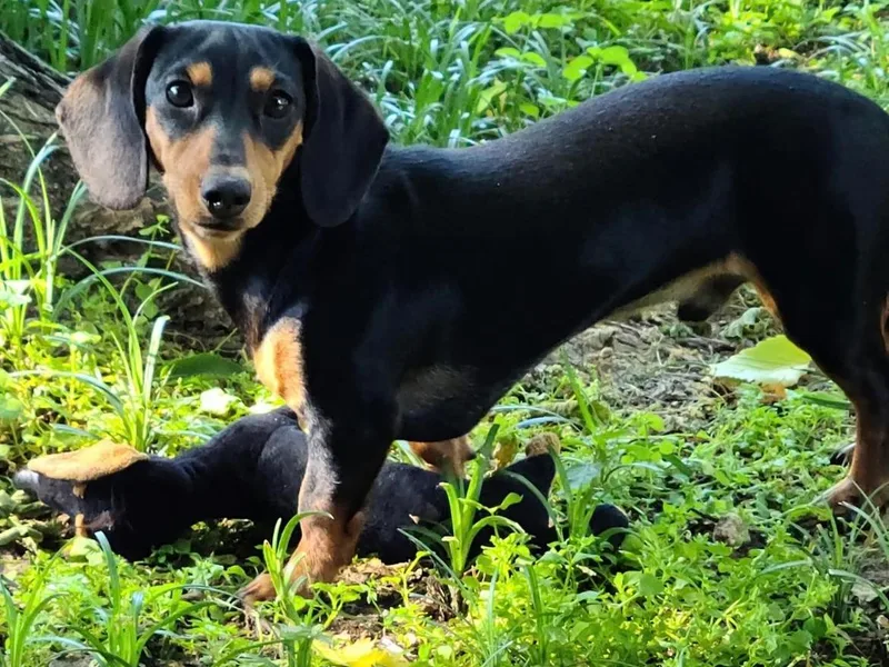 Hailey's Doxies photo 1
