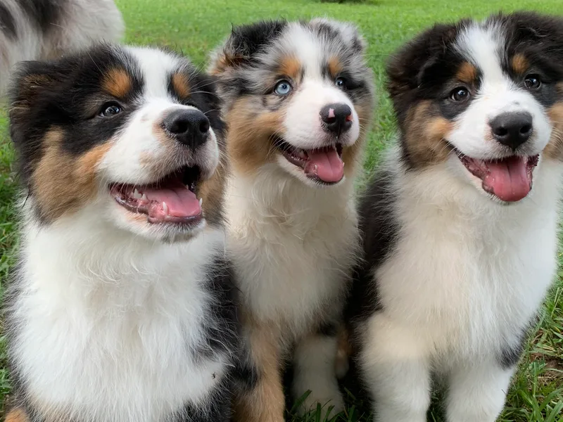 Haint Blue Aussies
