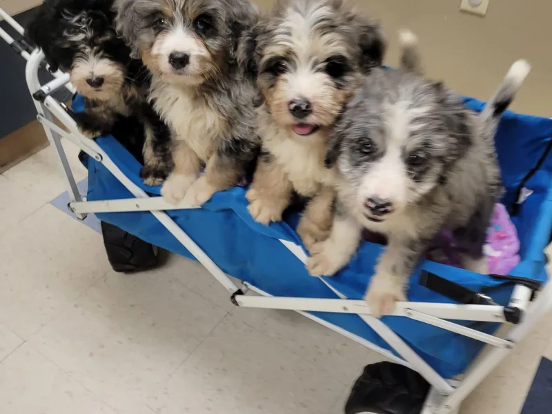 Haj Paj Bernedoodles