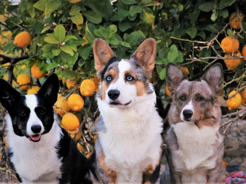 Halcyon Cardigan Welsh Corgis