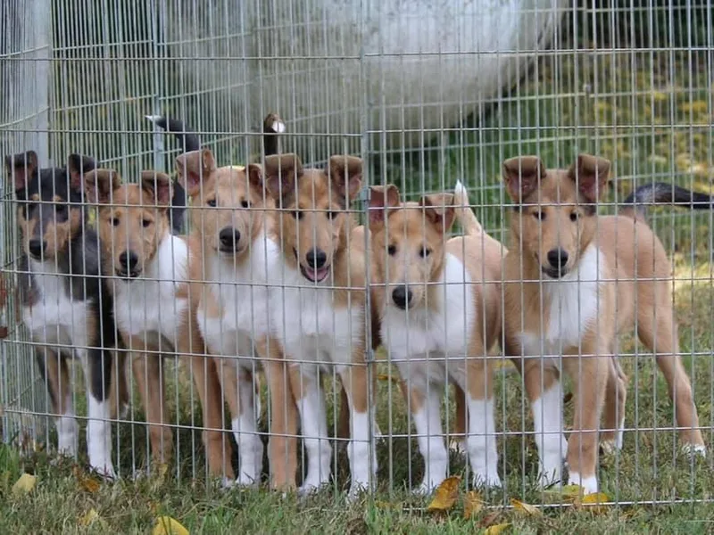 Halcyon Days Collies