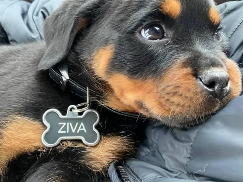 Hale Haus Rottweilers