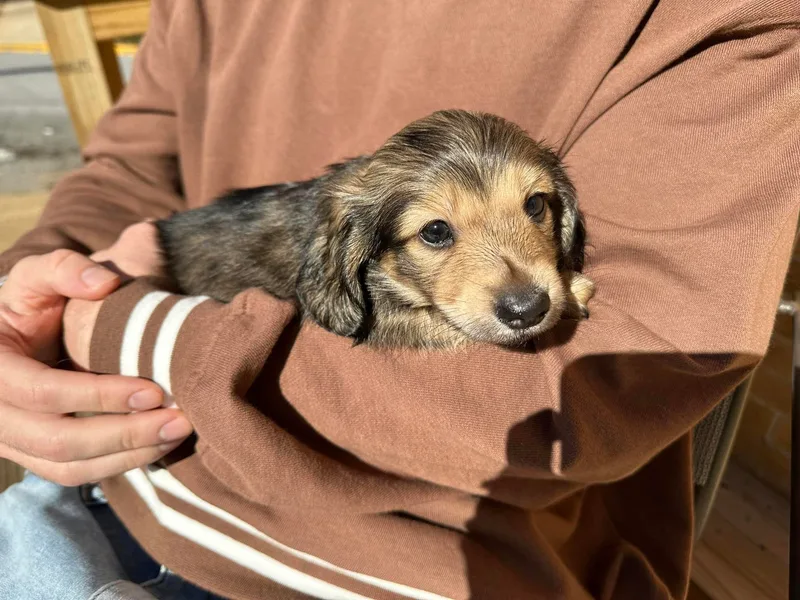Halen’s Dachshunds photo 1