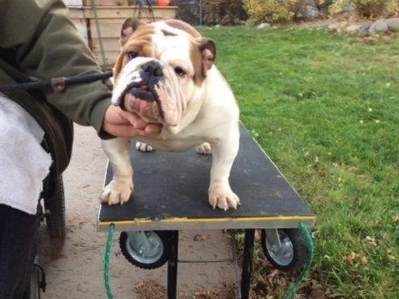 Hales Angels Bulldogs