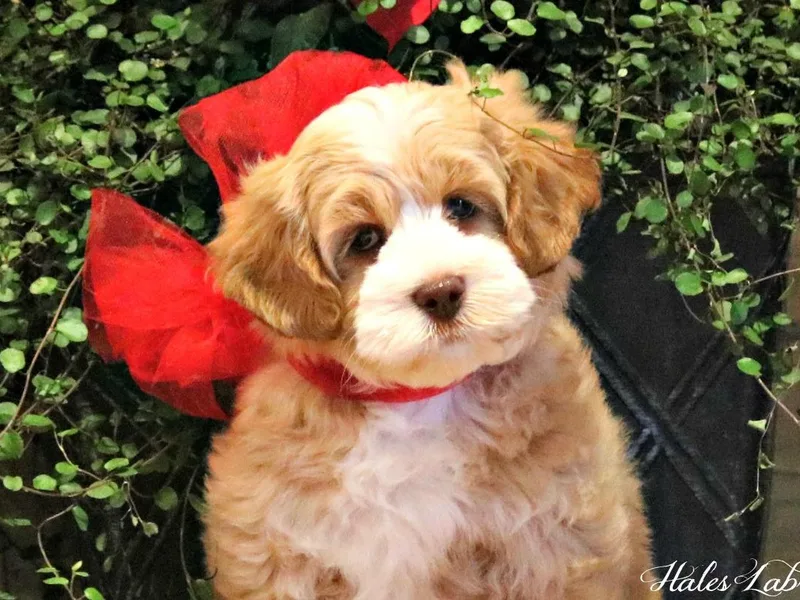 Hales Australian Labradoodles