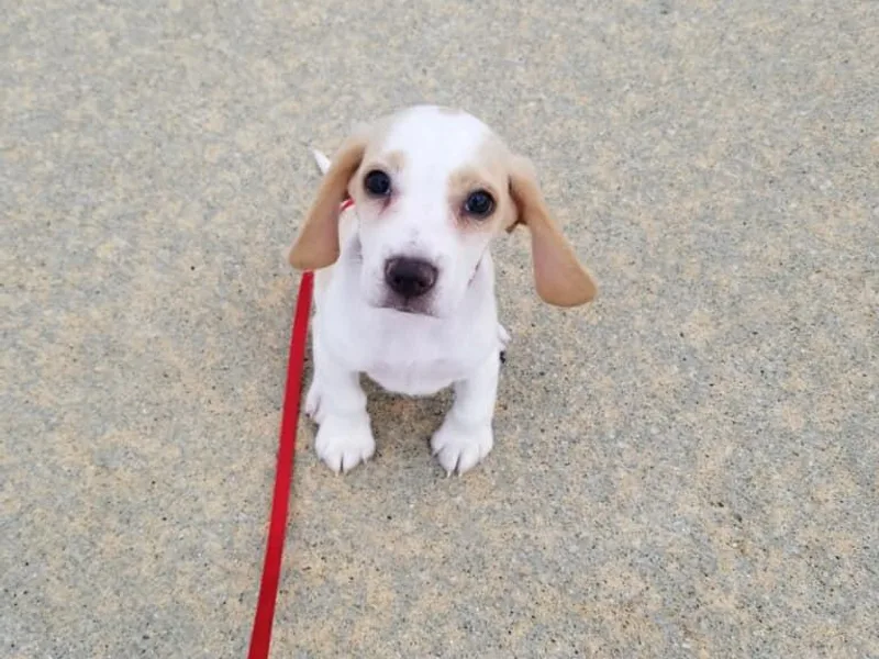 Hales Little Beagle Haven