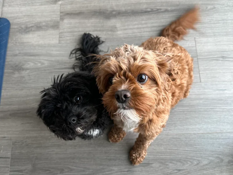 Hales Wagging Tails