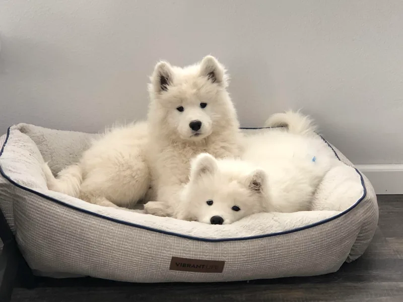 HaleStorm Samoyeds
