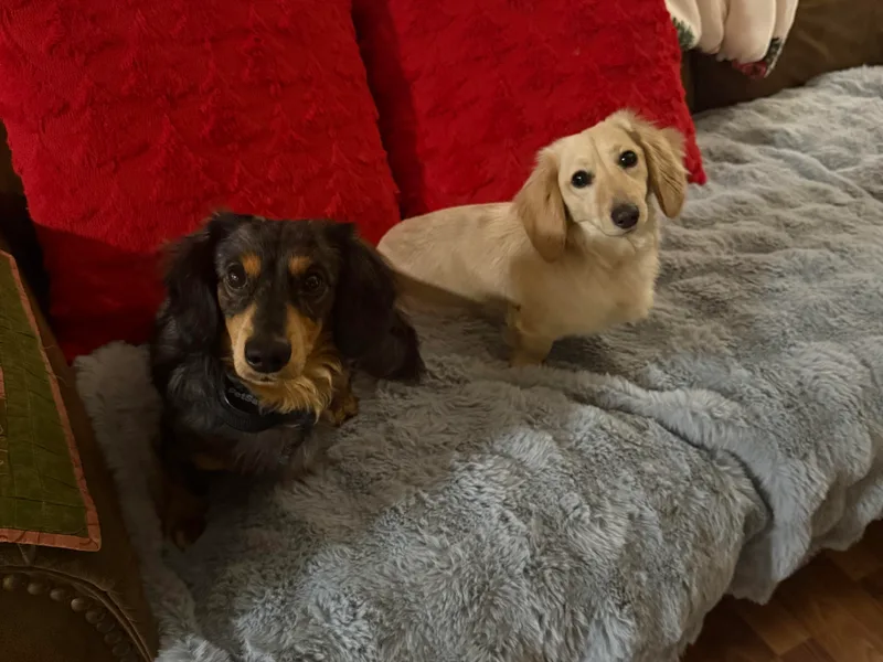 Haley's Dachshunds