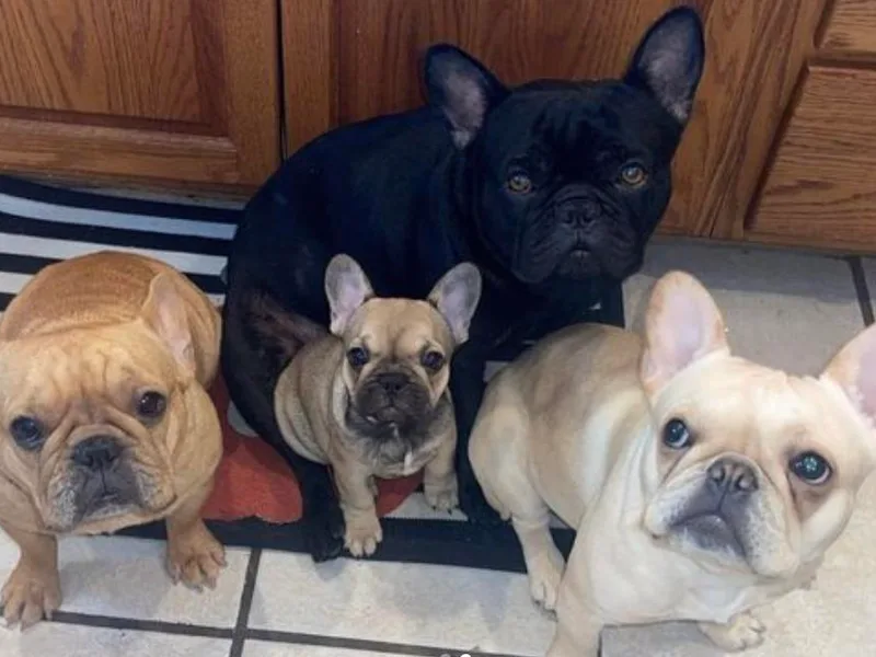 Haley's Frenchie Exchange