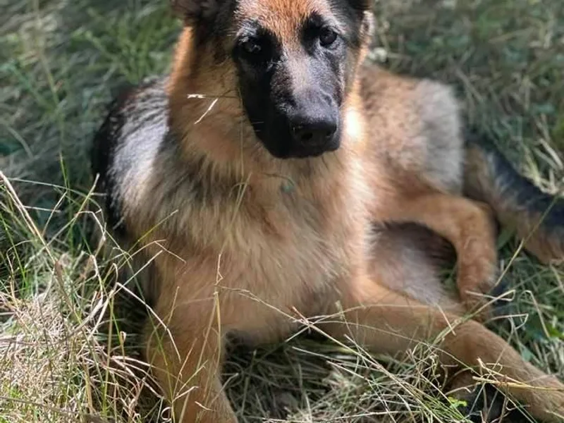 Haley's German Shepherds