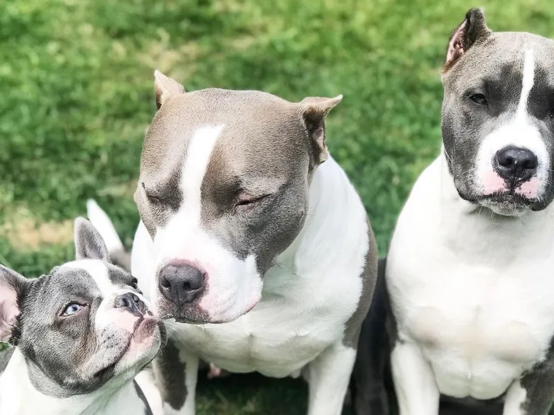 HalfKast Bullies
