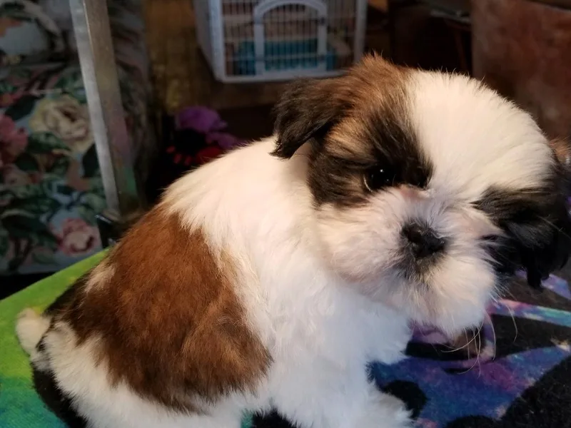 Halfway To Heaven Shih Tzu