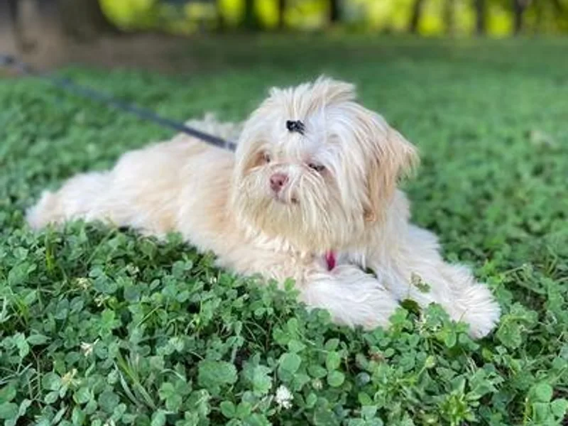 Halida's Shih Tzus photo 1