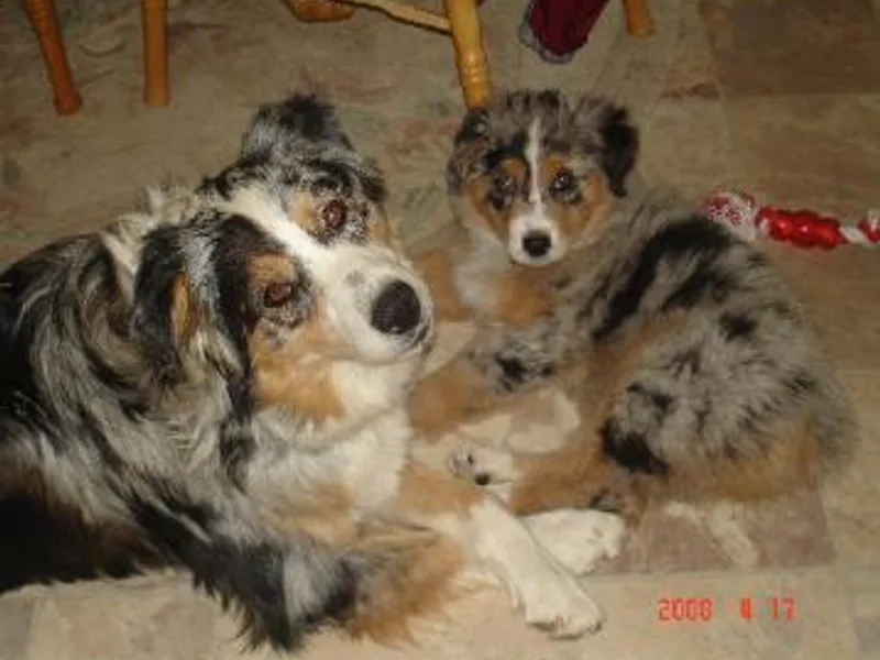 Hall's Australian Shepherds