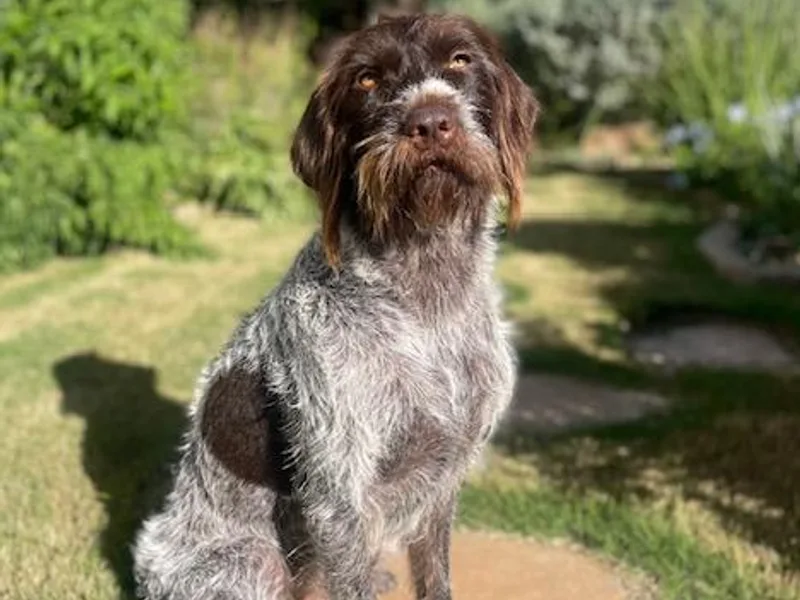 Hall's TX Griffons