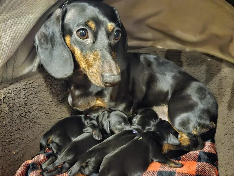 Halle's Ground Hounds