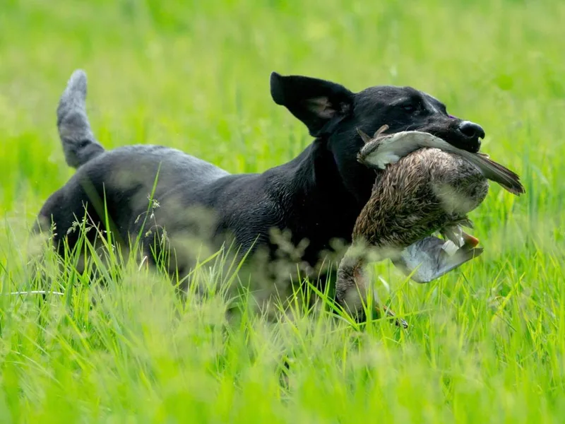 Hallelujah Retrievers