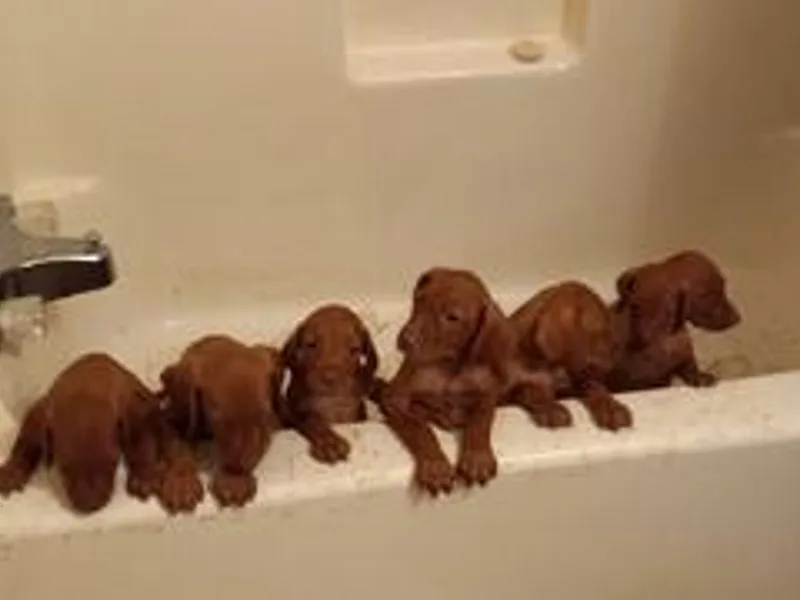 Hallman Vizlas