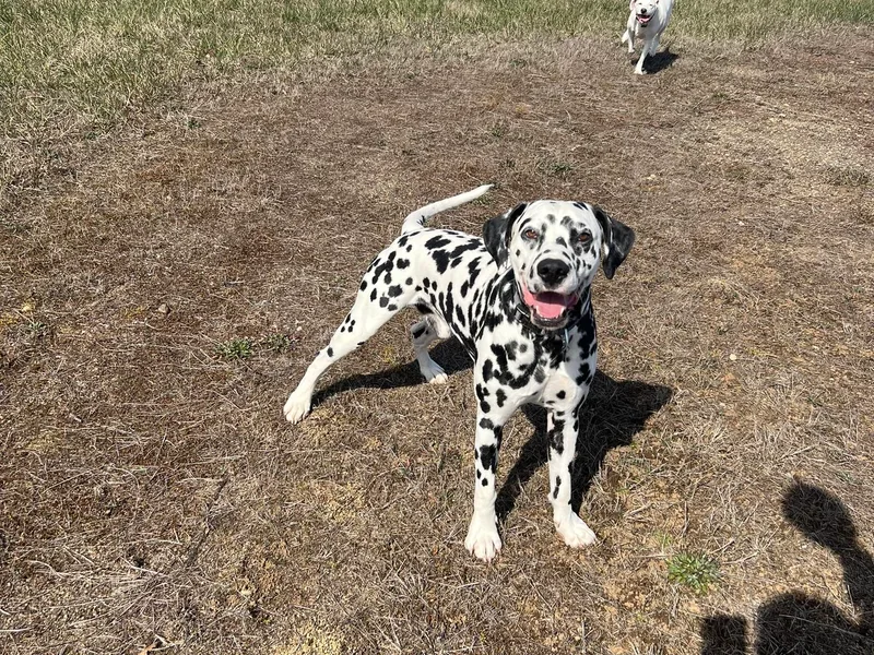 Hallmark Dalmatians;
