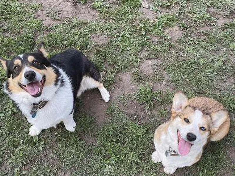 Hallows Corgis