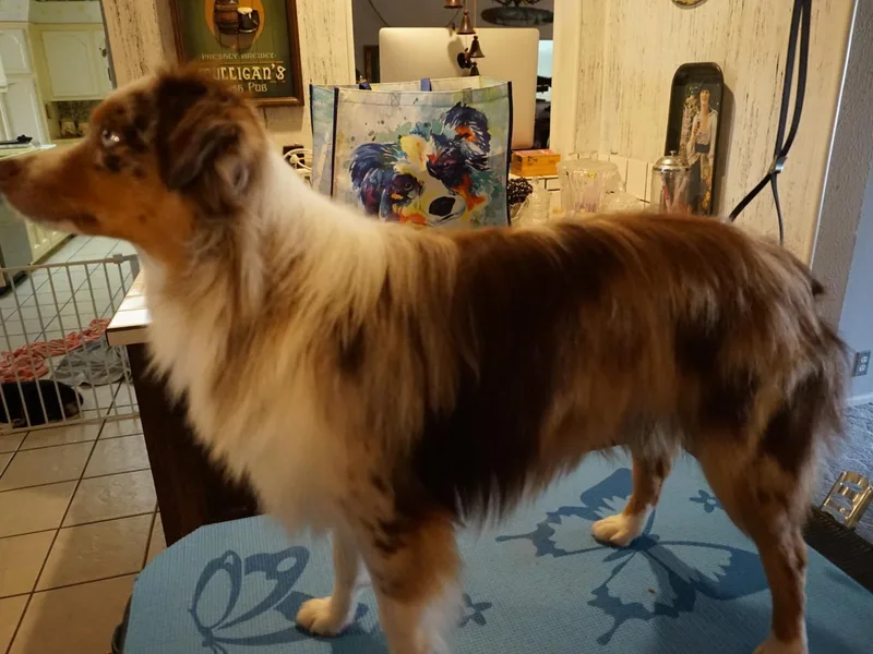 Halls Outlaw Aussies