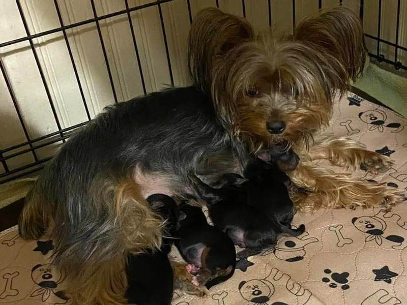 Halls Tiny Yorkies photo 1