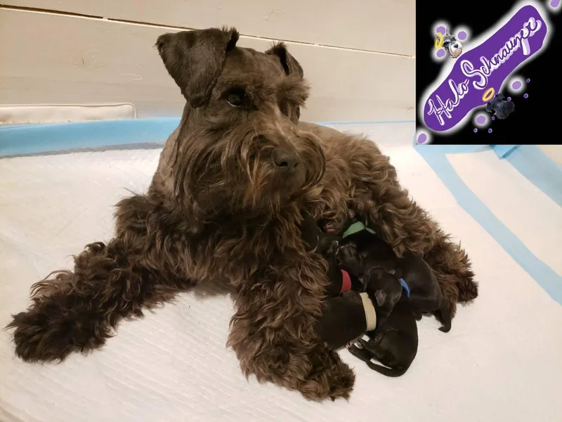 Halo Schnauzer