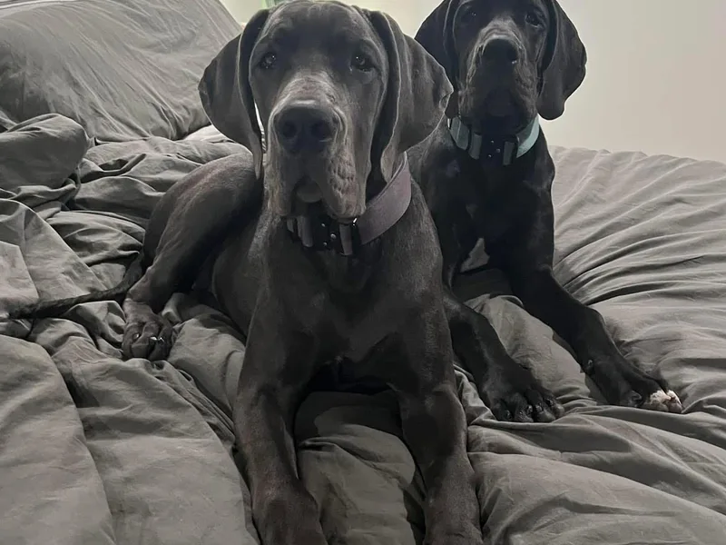 Halsey Danes