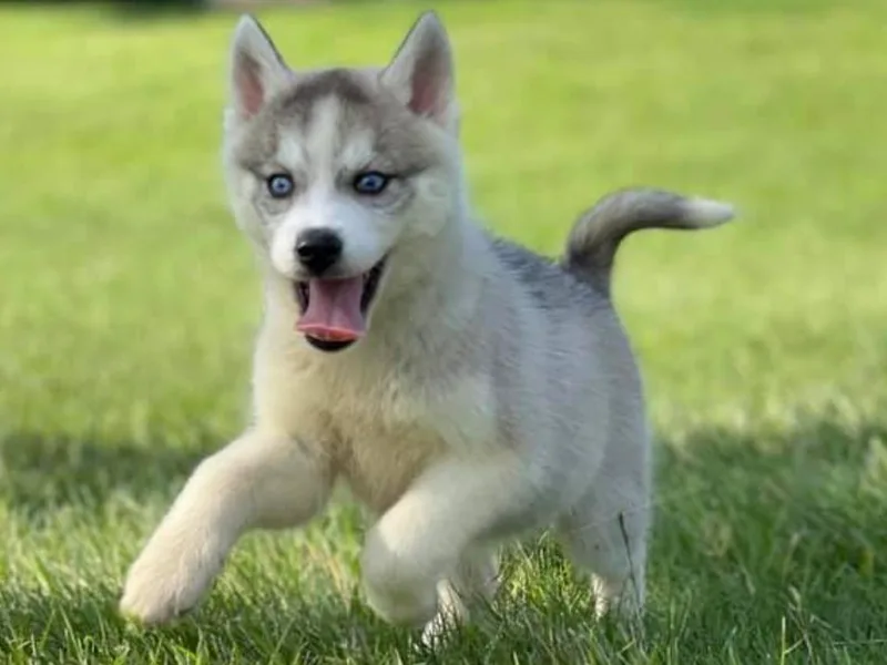 Halthon's Siberian Huskies