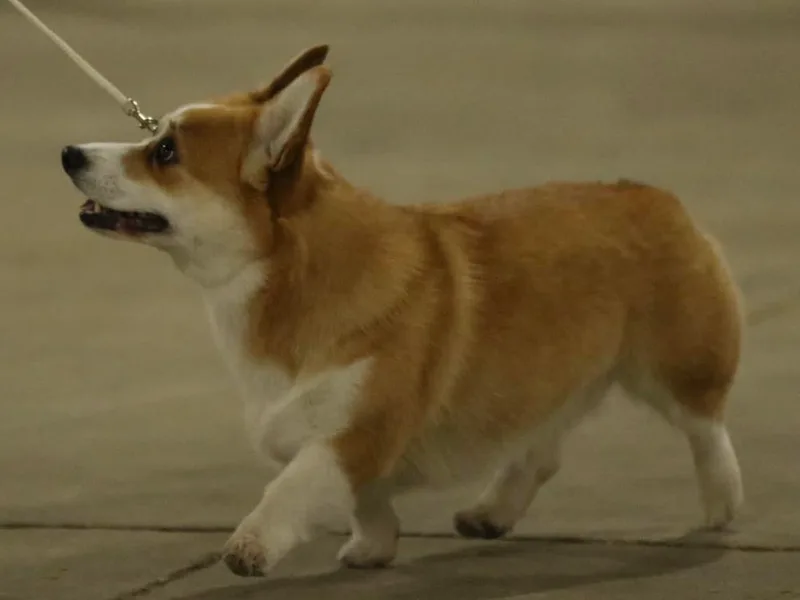 Halverfox Corgis