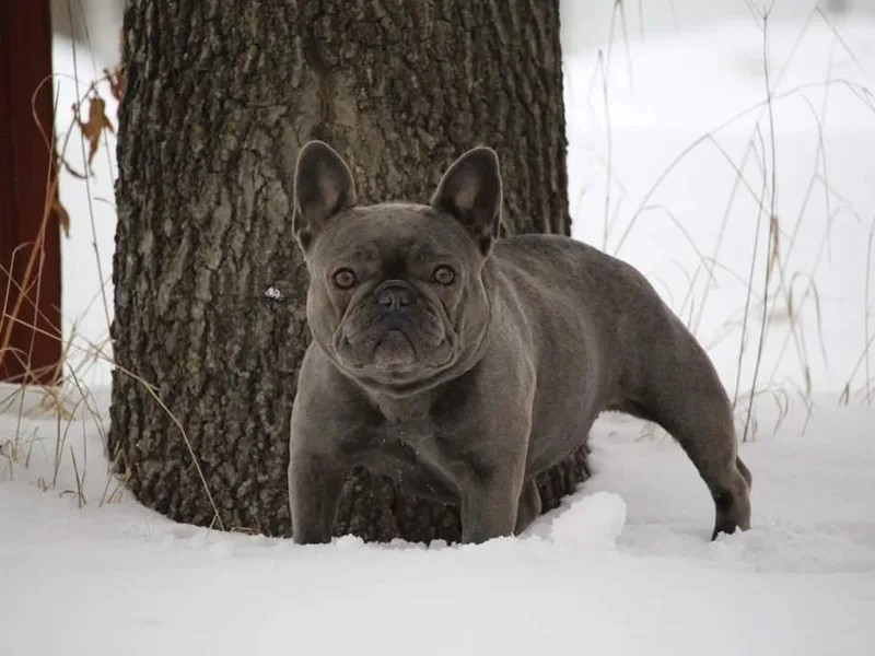 Halverson Bulldogges