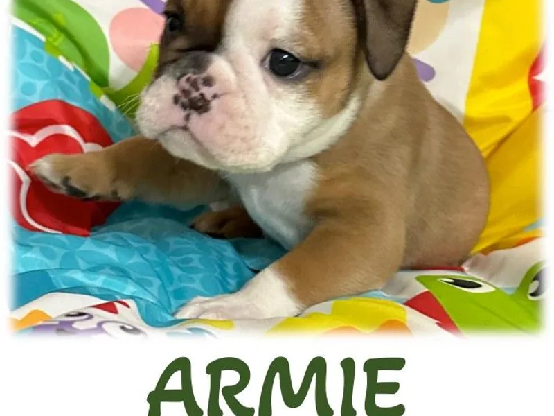 Hamalini Bulldogs LLC