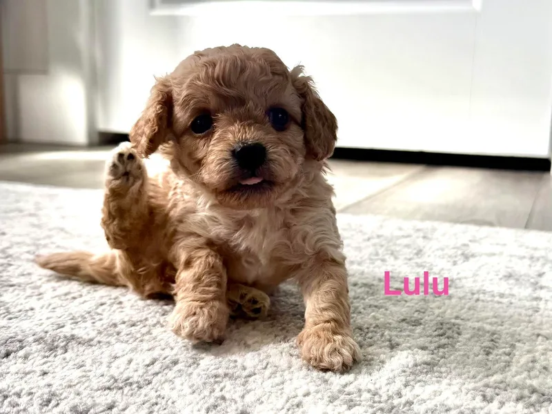 Hamann's Cavapoo Puppies