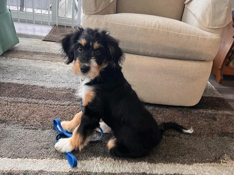 Hamilton Farm Doodles