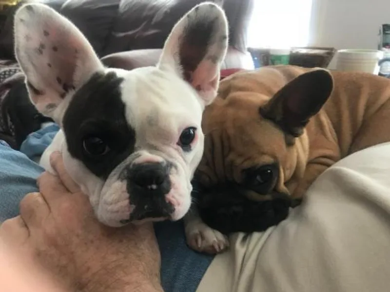 Hamilton Frenchies