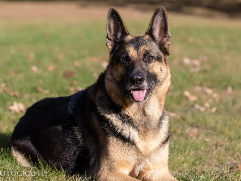 Hamilton Pine Kennels